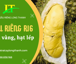 Giới thiệu giống sầu riêng Ri6 nổi tiếng cơm vàng, hạt lép