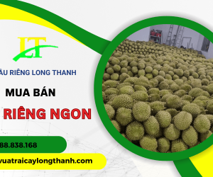 Tổng hợp các loại sầu riêng ngon nhất tại Việt Nam