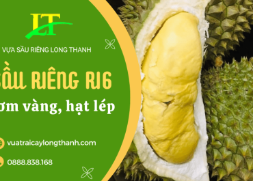 Giới thiệu giống sầu riêng Ri6 nổi tiếng cơm vàng, hạt lép