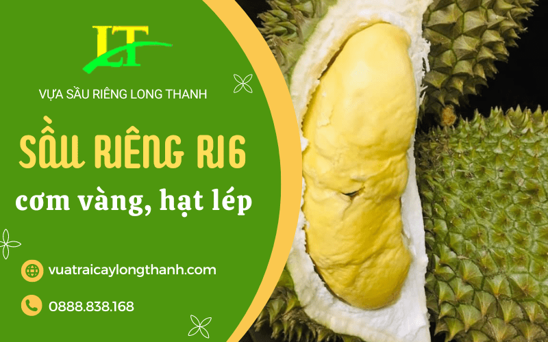 sầu riêng ri6