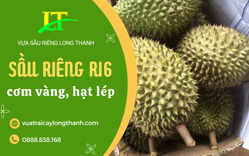 sầu riêng ri6