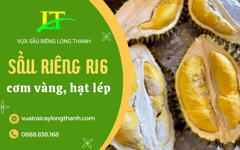 sầu riêng ri6