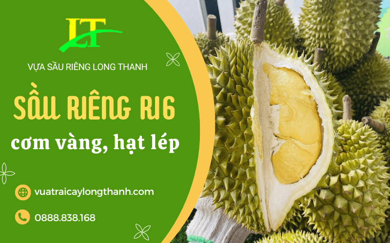 sầu riêng ri6