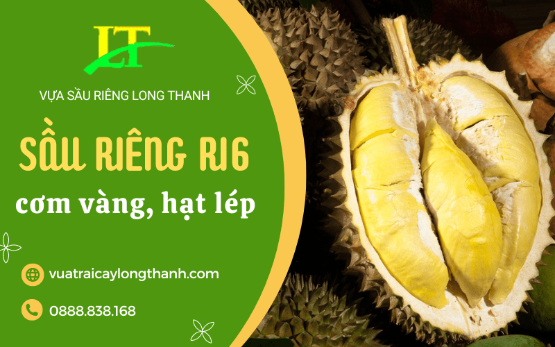 sầu riêng ri6