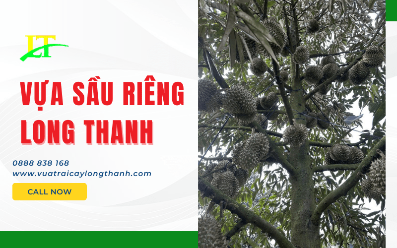 Vựa Sầu Riêng Long Thanh