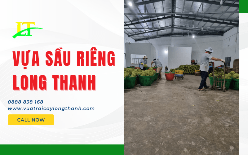 Vựa Sầu Riêng Long Thanh